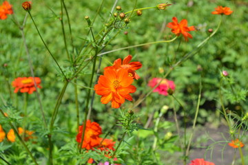 Sunny summer day. Homemade plant, gardening. Cosmos, a genus of annual and perennial herbaceous plants of the family Asteraceae. Flower bed, beautiful gentle plants. Orange flowers