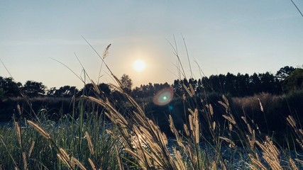Obraz premium Shot with lens flare winter field in evening sunset light. Beautiful scenes with waving dry yellow gras meadow in sunrise, sunlight. Winter in Thailand.