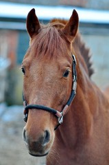 Portrait of red stallion on a frosty day