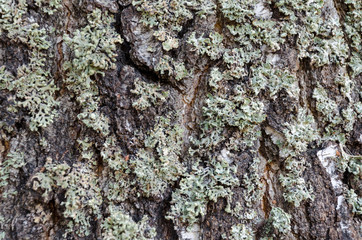 background. Old wood tree bark cortex texture with moss. Old birch tree. Selective focus.