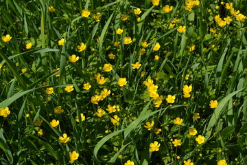 Sunny summer day. Rannculus acris. Yellow flowers. Buttercup caustic, common type of buttercups