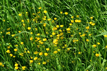Rannculus acris. Field, forest plant. Flower bed, beautiful. Yellow flowers. Buttercup caustic, common type of buttercups