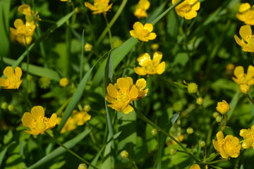 Yellow flowers. Rannculus acris. Field, forest plant. Flower bed, beautiful gentle plants. Sunny summer day. Green leaves. Buttercup caustic, common type of buttercups