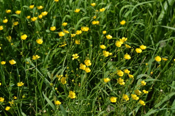 Yellow flowers. Rannculus acris. Buttercup caustic, common type of buttercups