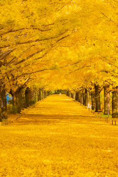いちょう並木」の写真素材 | 6,639件の無料イラスト画像 | Adobe いちょう並木」の写真素材 | 6,639件の無料イラスト画像 | Adobe