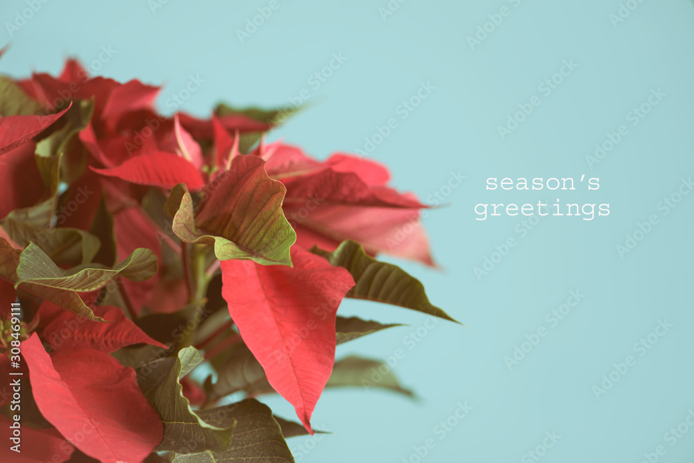 Wall mural christmas flower and text seasons greetings