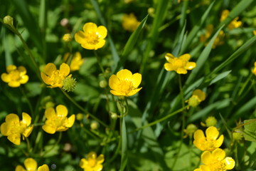 Buttercup caustic, common type of buttercups. Rannculus acris. Field, forest plant. Flower bed, beautiful gentle plants. Sunny day. Yellow flowers