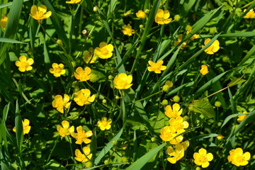 Buttercup caustic, common type of buttercups. Rannculus acris. Field, forest plant. Flower bed, beautiful gentle plants. Sunny summer day. Yellow flowers, green