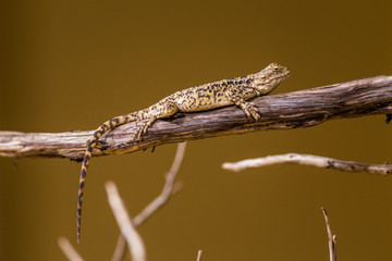 lizard