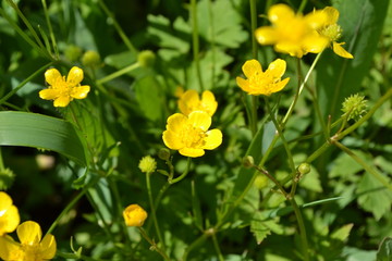 Buttercup caustic, common type of buttercups. Rannculus acris. Field, forest plant. Flower bed, beautiful gentle plants. Yellow flowers