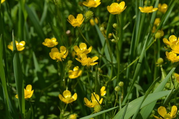 Buttercup caustic, common type of buttercups. Rannculus acris. Field, forest plant. Flower bed, beautiful plants. Yellow flowers
