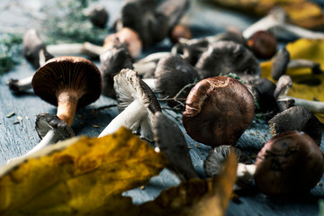 spanish edible mushrooms on a table