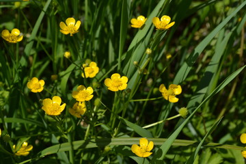 Buttercup caustic, common type of buttercups. Rannculus acris. Field, forest. Flower. Yellow flowers