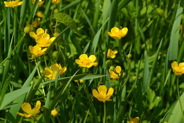Buttercup caustic, common type of buttercups. Rannculus acris. Field, forest plant. Flower. Yellow flowers