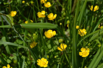 Buttercup caustic, common type of buttercups. Rannculus acris. Field, forest. Yellow flowers