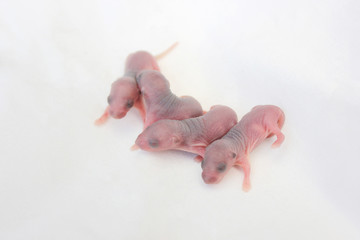 Baby rat isolate on white background. New born rat laying on the white cloth.