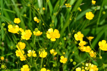 Fototapeta premium Rannculus acris. Field, forest plant. Flower bed, beautiful gentle plants. Sunny summer day. Yellow flowers, leaves. Buttercup is a caustic, common type of buttercups in a temperate climate zone