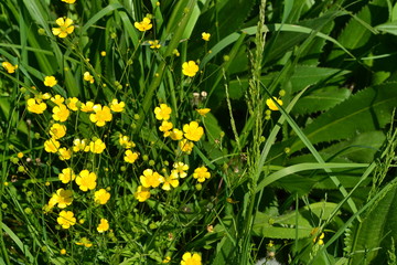 Rannculus acris. Field, forest plant. Flower bed, beautiful gentle plants. Sunny. Yellow flowers. Buttercup is a caustic, common type of buttercups in a temperate climate zone