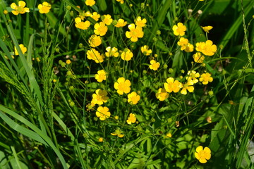 Obraz premium Rannculus acris. Field, forest plant. Flower bed, beautiful plants. Yellow flowers. Buttercup is a caustic, common type of buttercups in a temperate climate zone