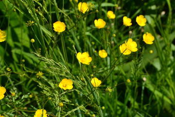 Rannculus acris. Field, forest plant. Flower bed, beautiful. Yellow flowers. Buttercup is a caustic, common type of buttercups in a temperate climate zone