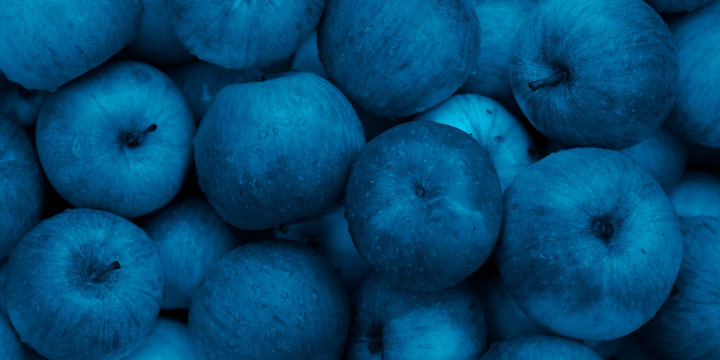 Background blank layout with scattered apples tinted in trendy blue classic color 2020. Copyspace.