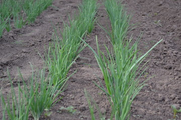 Fototapeta premium Allium sepa. Cebula, zielone kiełki na czarnym tle. Wiosna. Wieloletnia roślina zielna z rodziny Alliaceae. Rozpowszechniona kultura warzywna