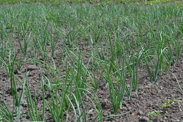 Onion bulb, green sprouts on a black background. Spring day, home garden. Allium sepa. Perennial, family Alliaceae. Widespread vegetable culture