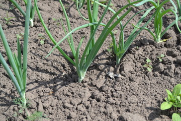 Onion bulb, green sprouts on a black background. Spring day, home garden. Farm, field, village. Allium sepa. Perennial herb, family Alliaceae. Widespread vegetable culture