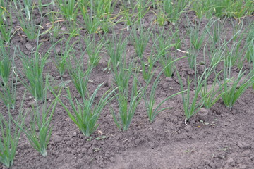Onion bulb, green sprouts on a black background. Widespread vegetable culture. Spring day, home garden. Allium sepa. Perennial herb, family Alliaceae