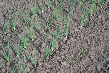 Onion bulb, green sprouts on a black background. Widespread vegetable culture. Spring day, garden. Allium sepa. Perennial herb, family Alliaceae