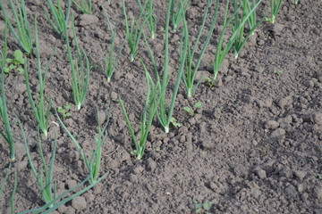 Onion, green sprouts on a black background. Spring day, home garden. Farm, field, village. Allium sepa. Perennial herb, family Alliaceae. Widespread vegetable culture