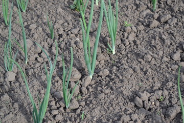 Onion. Widespread vegetable culture. Allium sepa. Perennial herb, family Alliaceae