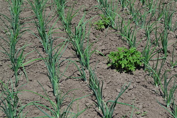 Perennial herb, family Alliaceae. Widespread vegetable culture. Onion bulb, green sprouts on a black background. Spring day, garden. Allium sepa