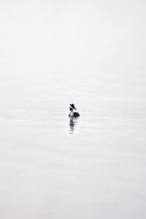 Fototapeta premium A single water bird on the water surface