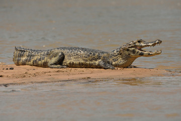 Wetland Alligator