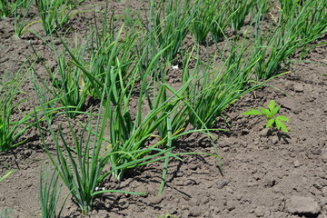 Widespread vegetable culture. Onion bulb, green sprouts on a black background. Spring day, home garden. Farm. Allium sepa. Perennial herb, family Alliaceae