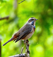 bird on a branch