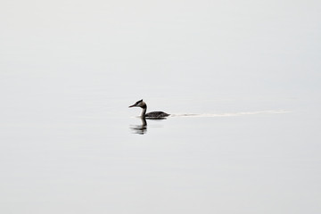 A single water bird on the water surface