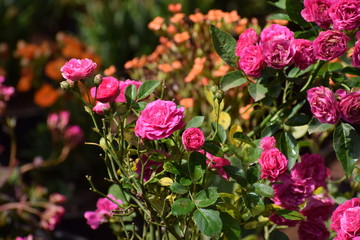  flowers in the garden