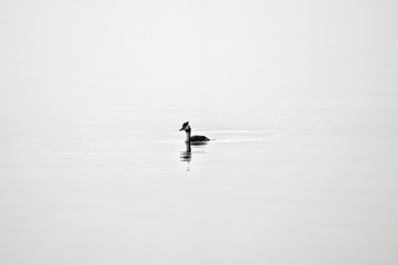 A single water bird on the water surface