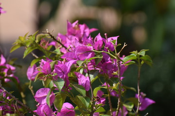  flowers in the garden