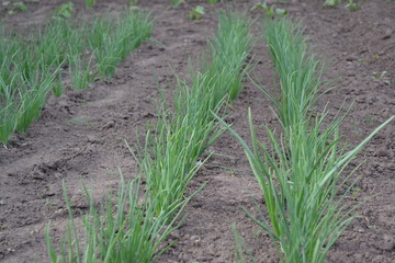 Allium sepa. Onion bulb, green sprouts on a black background. Perennial herb, family Alliaceae. Widespread vegetable culture