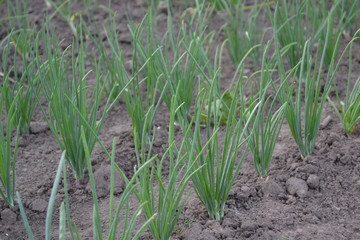 Allium sepa. Onion bulb, green sprouts on a black background. Spring day, garden. Perennial herb, family Alliaceae. Widespread vegetable culture