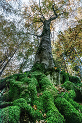 Fototapeta premium Image seen from below of a tree with large roots covered by bright green moss