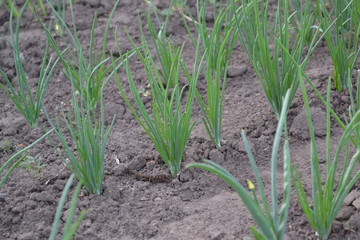 Obraz premium Allium sepa. Onion bulb, green sprouts on a black background. Spring day. Perennial herb, family Alliaceae. Widespread vegetable culture