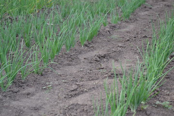 Allium sepa. Onion bulb. Perennial herb, family Alliaceae. Widespread vegetable culture