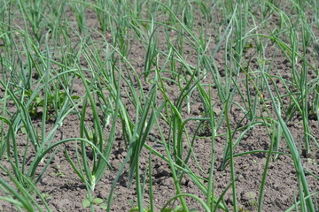 Onion bulb, green sprouts on a black background. Allium sepa. Perennial, family Alliaceae. Widespread vegetable culture