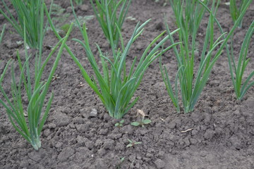 Onion bulb, green sprouts on a black background. Widespread vegetable culture. Spring day, home garden. Farm, field, village. Allium sepa. Perennial herb, family Alliaceae