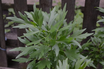Lovage. Levisticum officinal. Perennial herbaceous plant, monotypic genus of the family Umbrella. Home flowerbed, garden. Medicinal plant. Green leaves