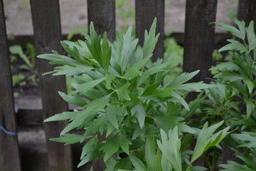Lovage. Levisticum officinal. Perennial herbaceous plant, monotypic genus of the family Umbrella. Home flowerbed, garden